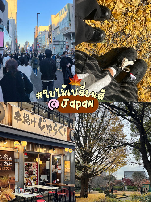 🏞️เดินเล่นชมใบไม้เปลี่ยนสีใน Ueno Park  🏞️เดินเล่นชมใบไม้เปลี่ยนสีใน Ueno Park
