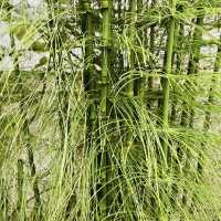 University of California Botanical Garden