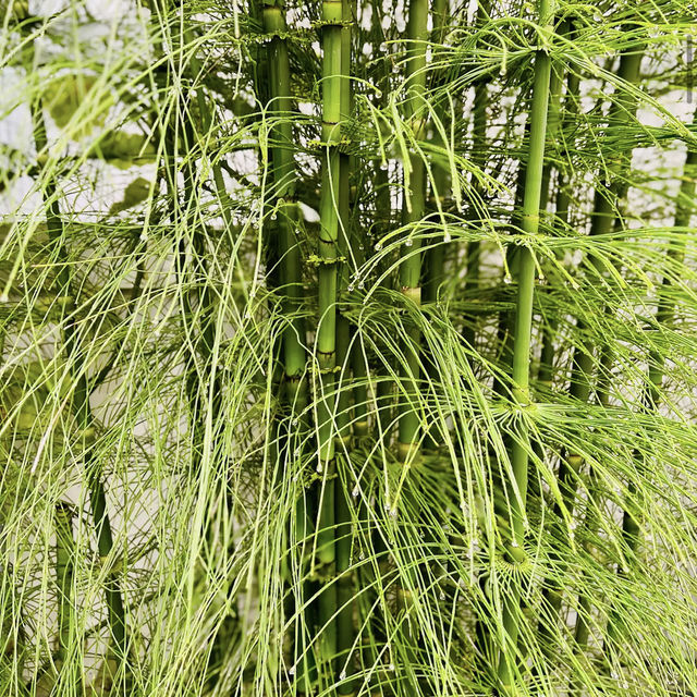 University of California Botanical Garden University of California Botanical Garden