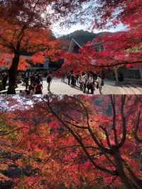 東京後花園｜高尾山｜闖入絕美紅葉油畫世界🍁