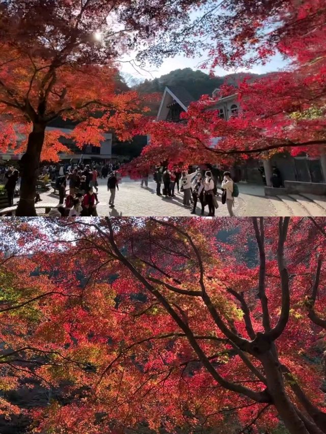 東京後花園｜高尾山｜闖入絕美紅葉油畫世界🍁