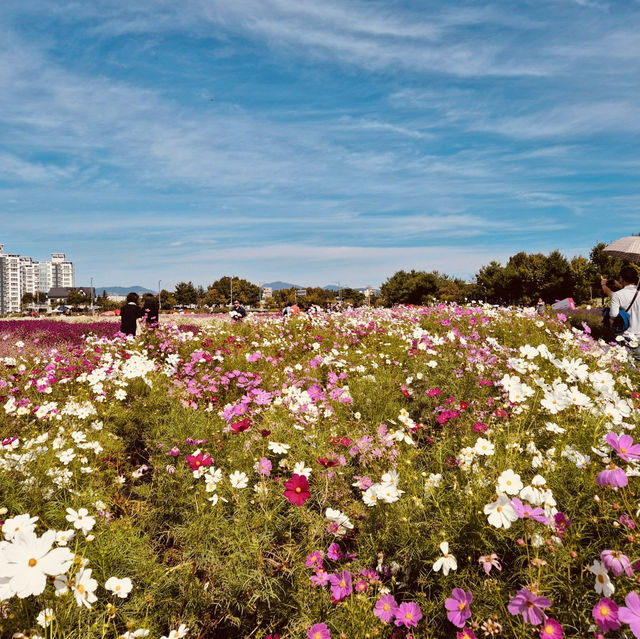 Nari Park (나리공원) – The Dreamy Pink Muhly Sea Nari Park (나리공원) – The Dreamy Pink Muhly Sea