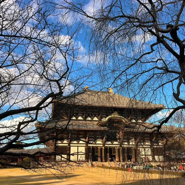 Зачаровывающие встречи в парке Нара