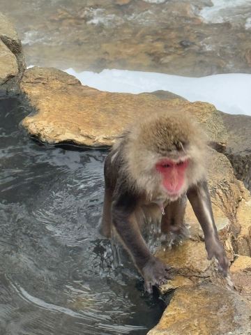 雪猿と水浴び：日本で最もユニークな冬の体験 | Trip.com 山ノ内町