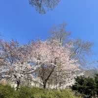 Sakura in Central Park 🇺🇸 New York City