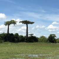 🇲🇬 マダガスカル旅行