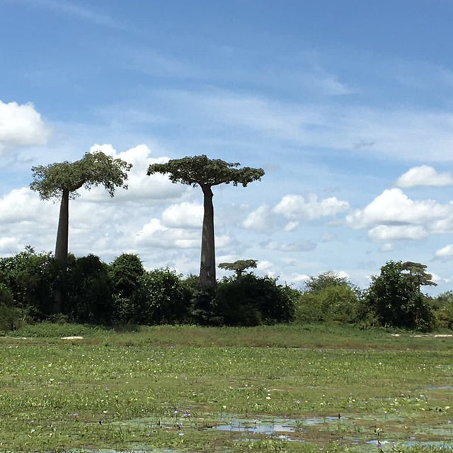 🇲🇬 マダガスカル旅行