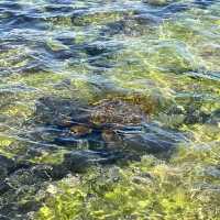 Kona, Hawaii 的迷人景色