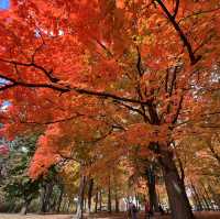 Beautiful Autumn 🍂 in High Park Toronto