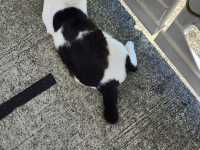 고양이 섬