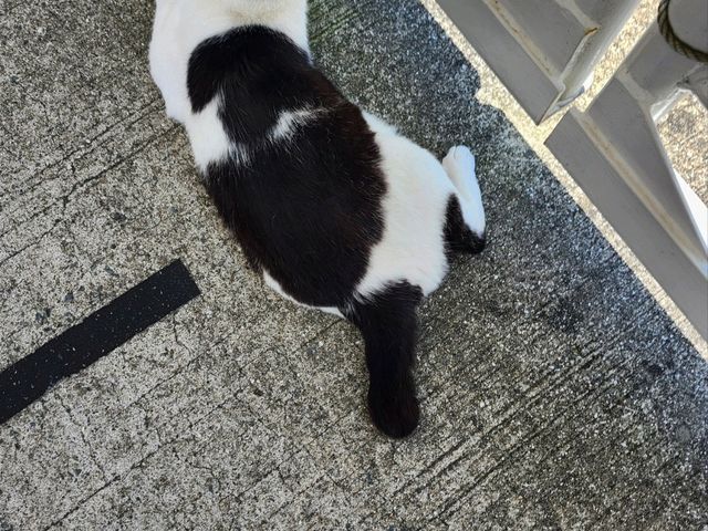 고양이 섬