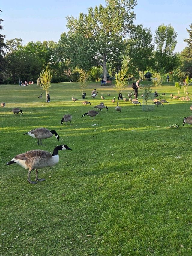 🌿 Prince’s Island Park – Calgary’s Peaceful Downtown Oasis