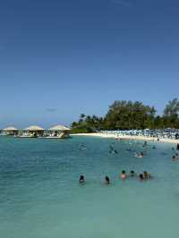 Swim with Pigs & Chill on South Beach