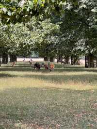 睇鹿聖地 | 英國近郊大公園