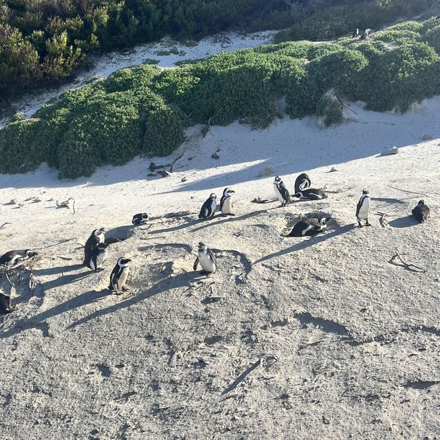 Boulders penguin sanctuary 