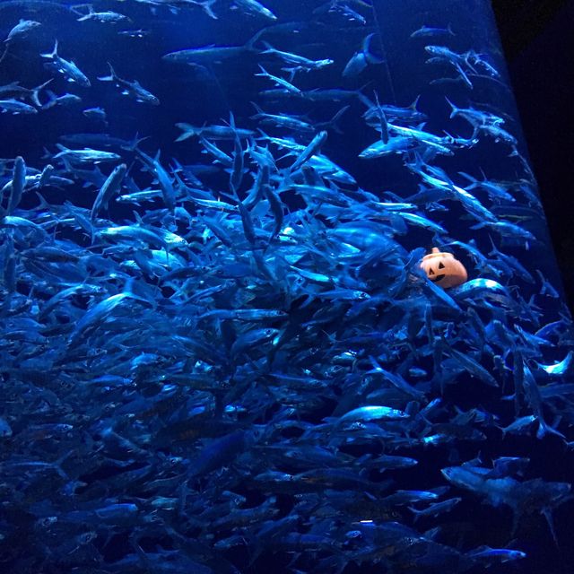 Ocean Park 海洋公園 Ocean Park 海洋公園