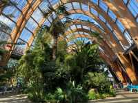  A Stroll Through Sheffield's Winter Garden⛲️