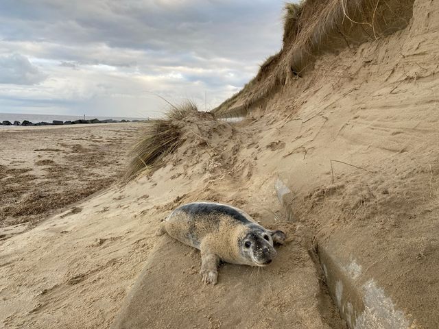 🌊🦭 Nature's Spectacle Along Norfolk's Coast