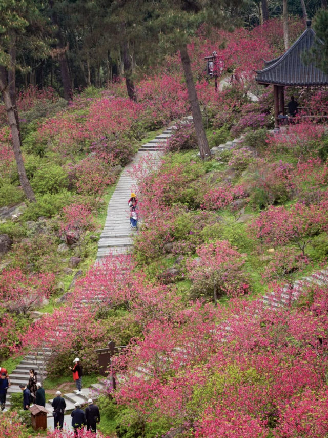 Mt.Qingxiu Nanning🏔️🌸