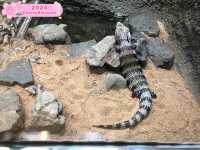 Nihondaira Zoo 🇯🇵