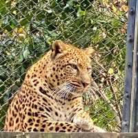🦒福岡市動植物園🐆歷史悠久的巿中心動物園🐻
