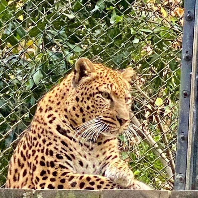🦒福岡市動植物園🐆歷史悠久的巿中心動物園🐻