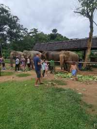 Elephant 🐘 village 🇱🇦 