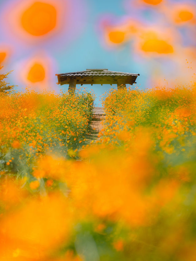 🍁 올림픽공원 들꽃마루