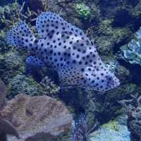 Marine life in Malta