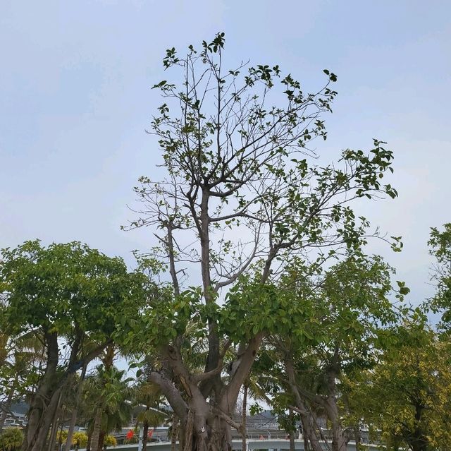 🌴🌊 Escape to Paradise at Dameisha Beach, Shenzhen! 🇨🇳