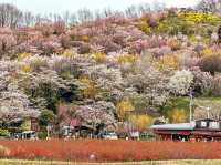 Hiking in Michinoku's Togenkyo, where cherry blossoms are in full bloom