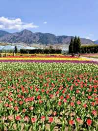 Spring at Katsunuma Garden – A Free Floral Escape