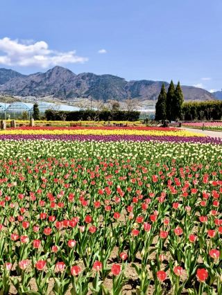Spring at Katsunuma Garden – A Free Floral Escape
