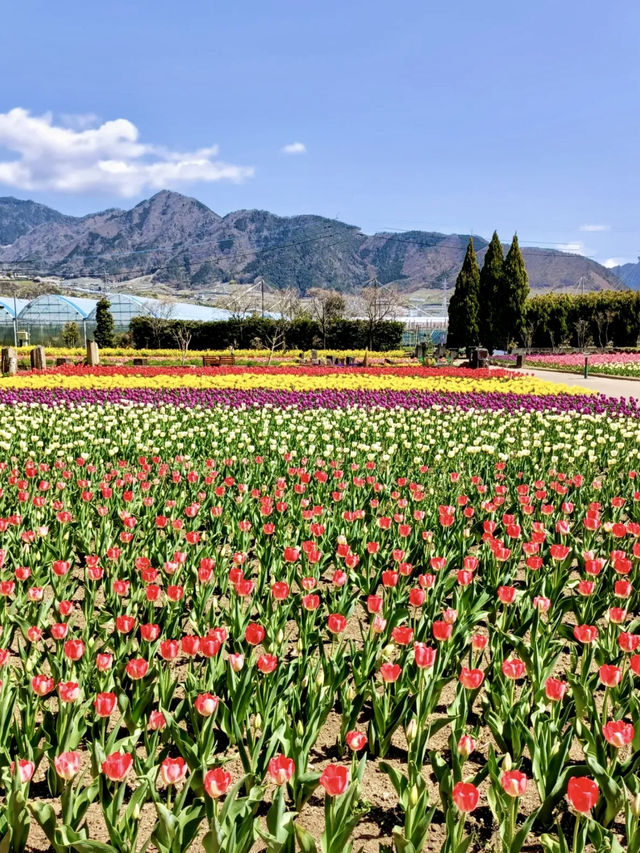 Spring at Katsunuma Garden – A Free Floral Escape