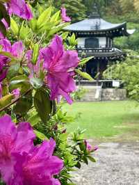 A Rainy Spring Day at Kajū-ji Temple