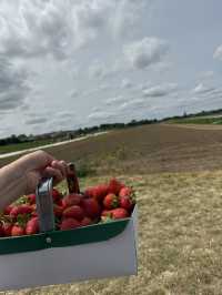 Strawberry Picking 🍓