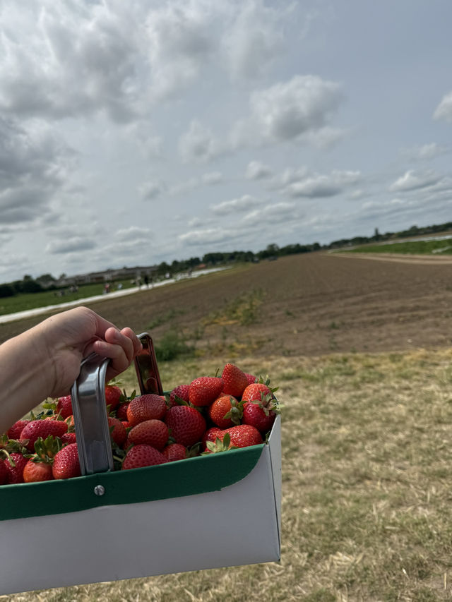 Strawberry Picking 🍓