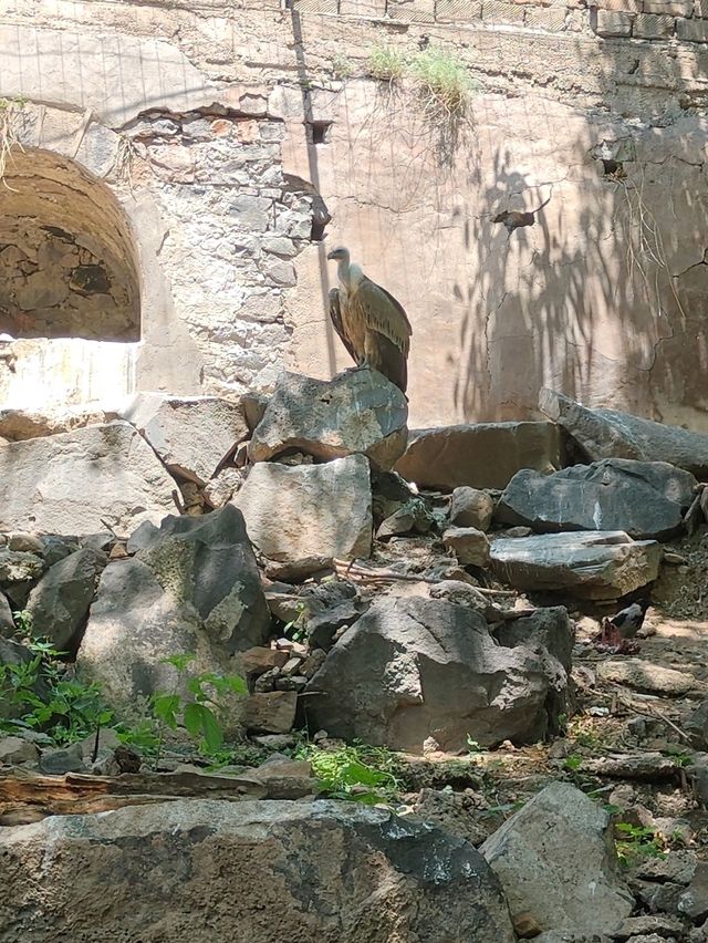 Yerevan Zoo