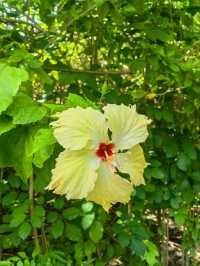 Мальдивы с малышом