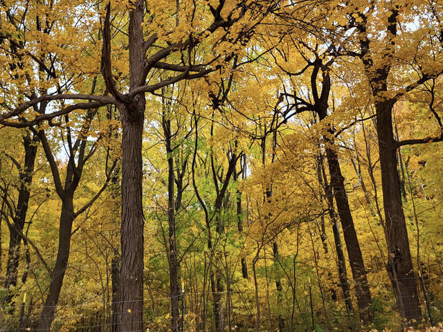 Mount Royal Park Parc du Mont-Royal Mount Royal Park Parc du Mont-Royal