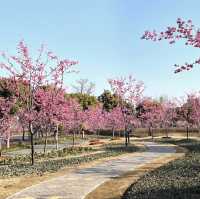 【上海桜の名所】上海人なら誰でも知っている顧村公園