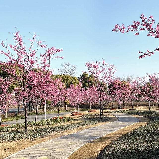 【上海桜の名所】上海人なら誰でも知っている顧村公園