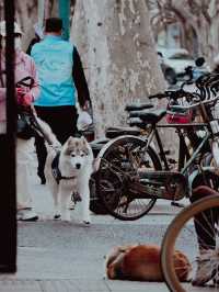 Shanghai French Concession🌇