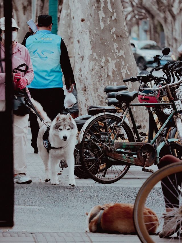 Shanghai French Concession🌇