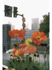 Spring Plog of Yumeiren on the Bund