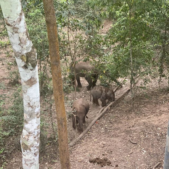 Spotting elephants in Xishuangbanna!