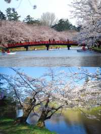 Spring is here, go to Japan and attend a cherry blossom festival!
