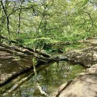 Epping Forest - London