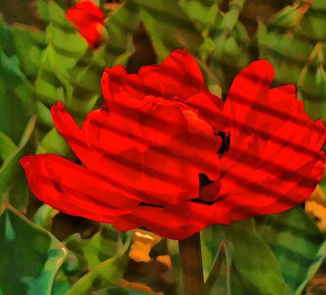 Qinghai Seven-color Flower Sea