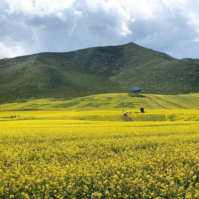 Yellow here, yellow there… yellow everywhere